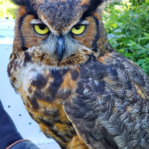 Owl Photo 2_3 Ratio
